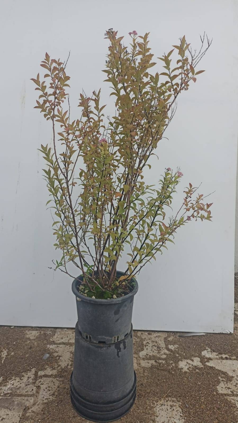 spiraea